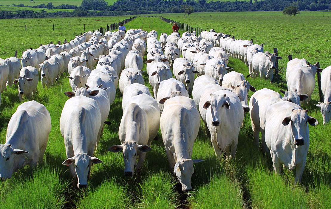 Gado de corte em pastagem